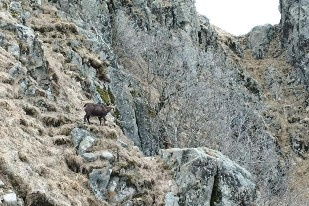 Aux Balcons De La Vallee Soultzeren Exteriör bild